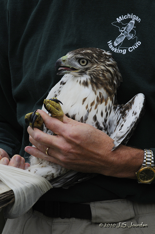 HawkFest2010_5789b.jpg