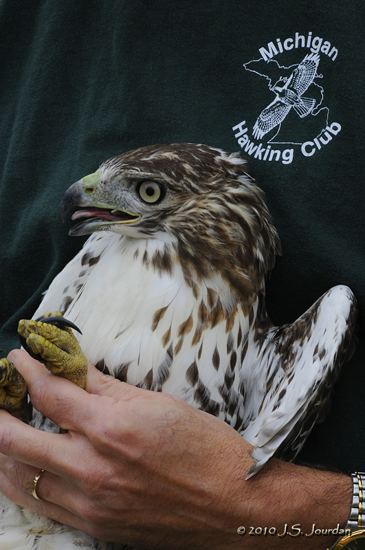 HawkFest2010_5794b.jpg