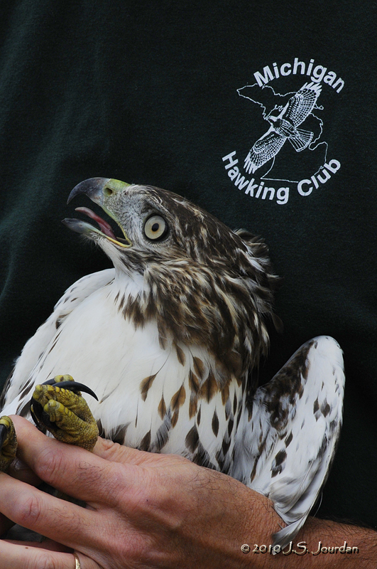 HawkFest2010_5795b.jpg