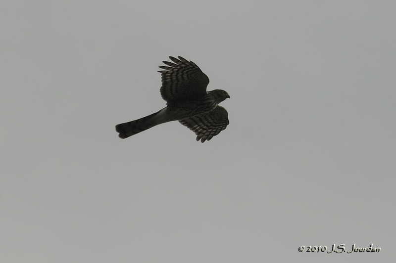 SharpshinnedHawk5711b.jpg