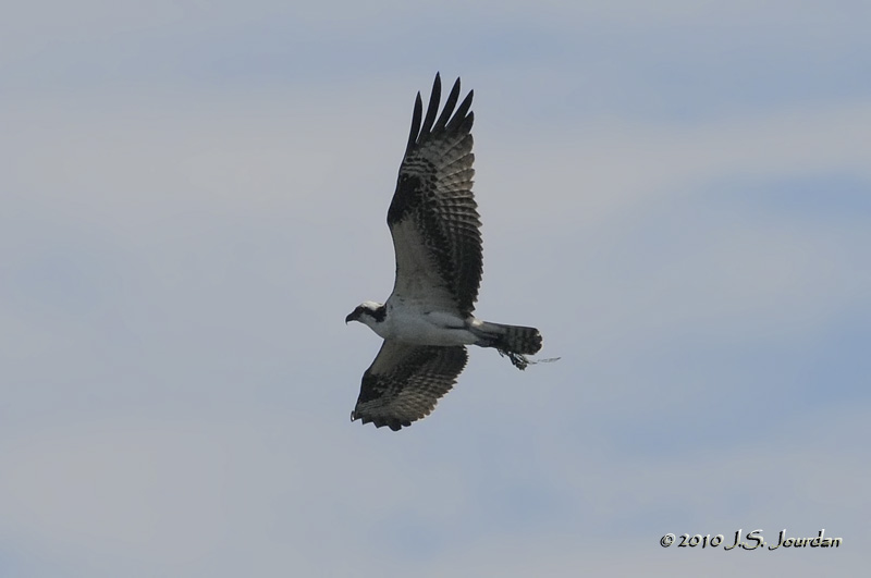 Osprey5955b.jpg
