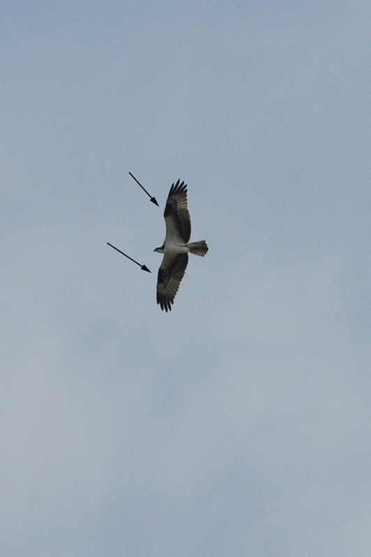 Osprey5979b.jpg