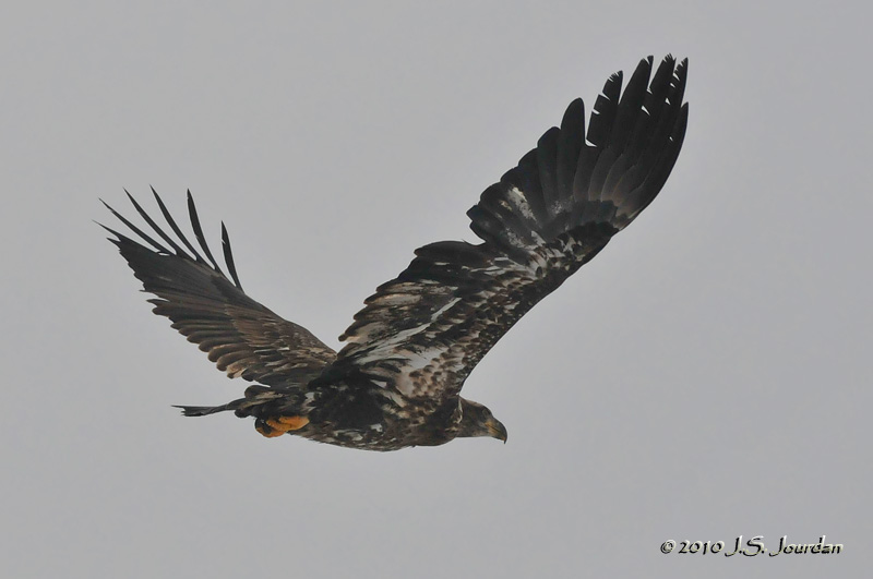 BaldEagle4334b.jpg