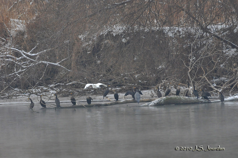 GreatEgret4141b.jpg