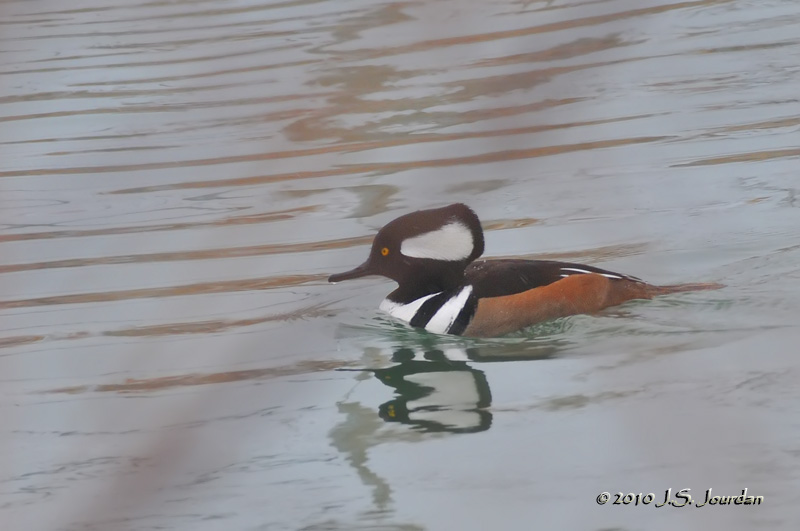 HoodedMerganser4080b.jpg