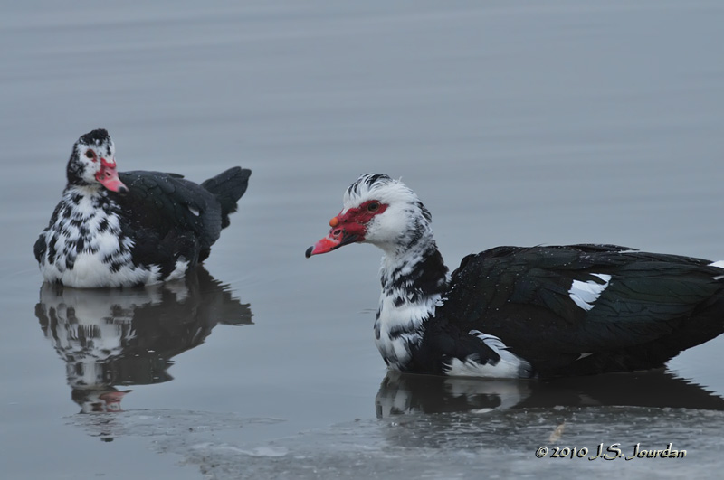 Muscovy4017b.jpg