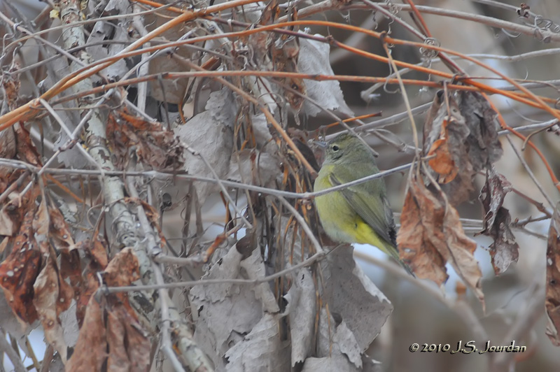 OrangecrownedWarbler4058b.jpg