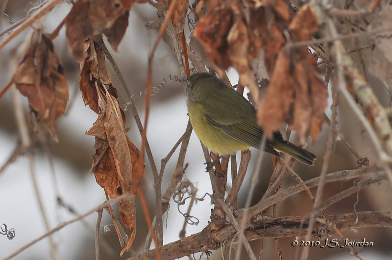 OrangecrownedWarbler4065b.jpg