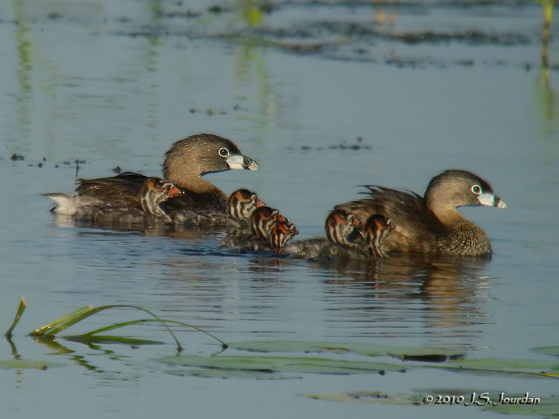 PiedbilledGrebe0602b.jpg