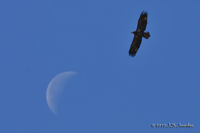 BaldEagle4695b.jpg