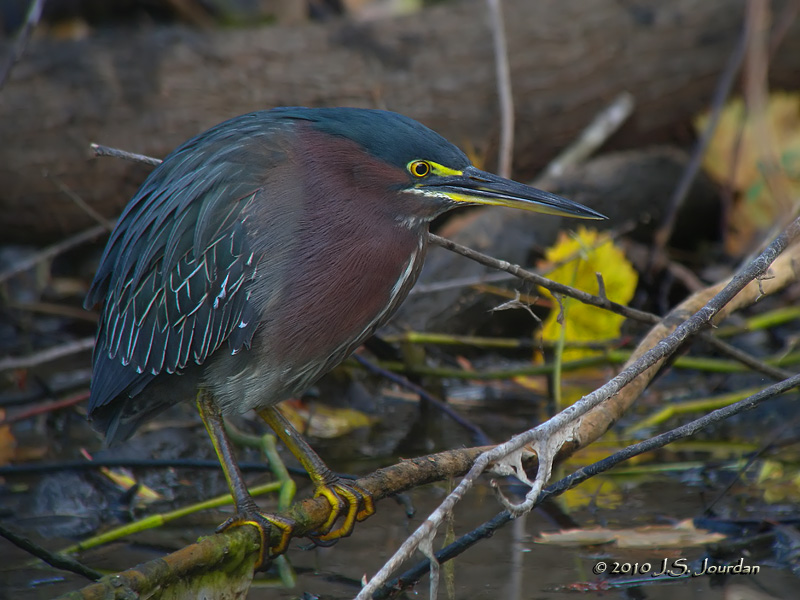 GreenHeron0275b.jpg