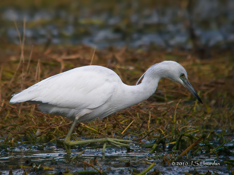 LittleBlueHeron0224b.jpg