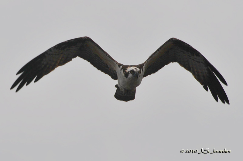 Osprey5486b.jpg