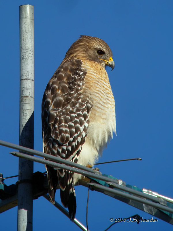 RedshoulderedHawk9925b.jpg