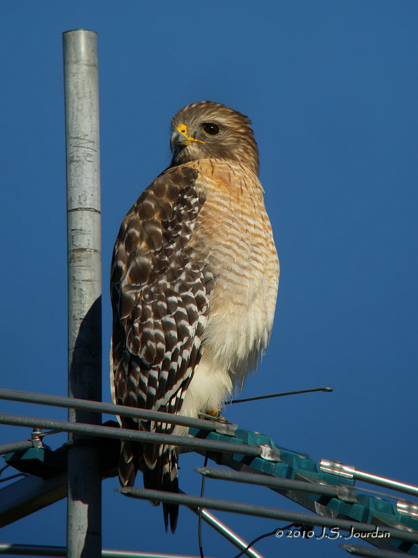 RedshoulderedHawk9945b.jpg