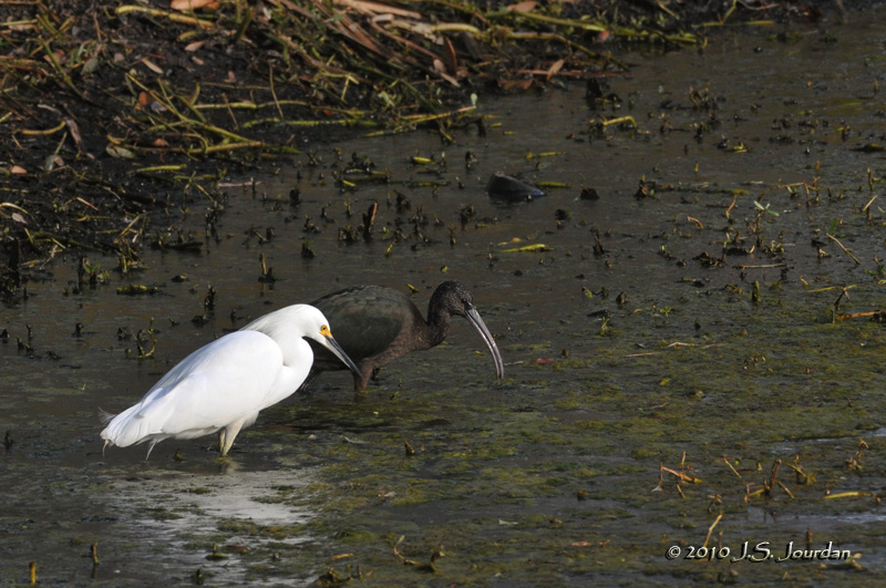 SnowyEgret_GlossyIbis5648b.jpg