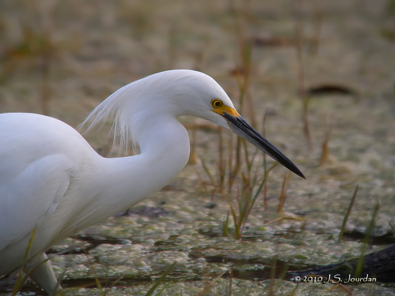 SnowyEgret0241b.jpg