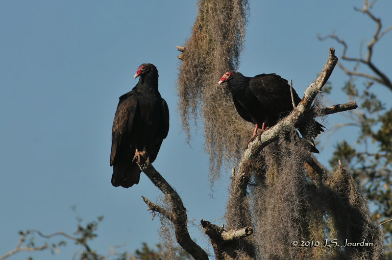 TurkeyVulture4914b.jpg