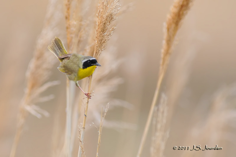 CommonYellowthroat_011_5277b.jpg