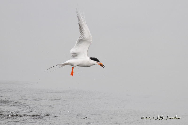 ForstersTern_011_5300b.jpg