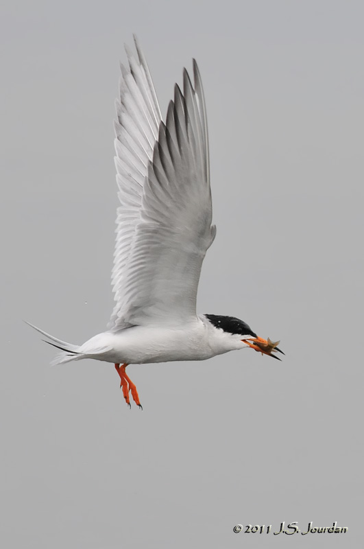 ForstersTern_011_5304b.jpg