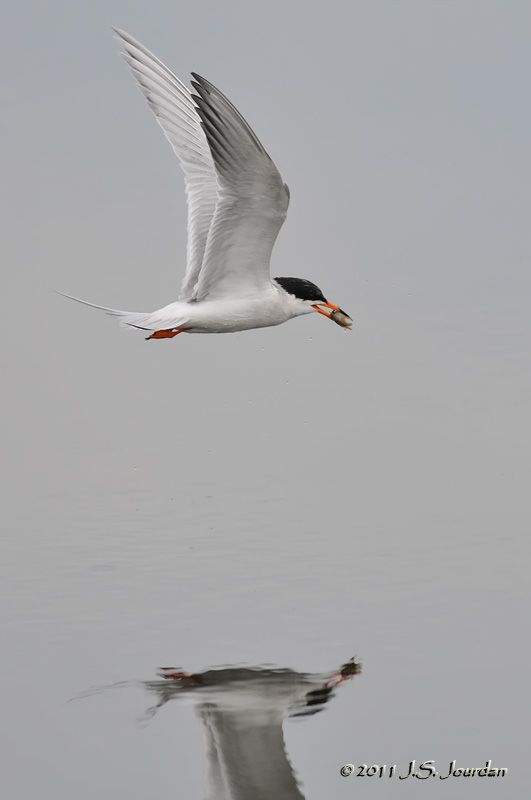 ForstersTern_011_5308b.jpg