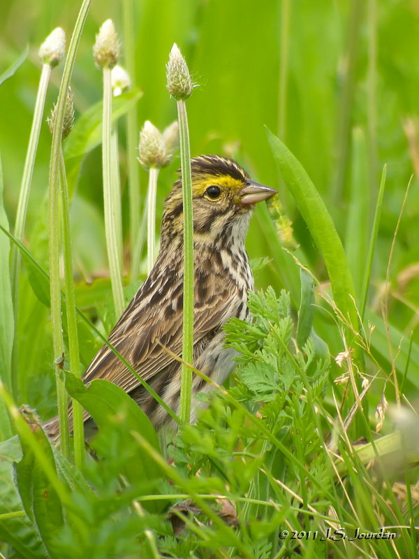 SavannahSparrow2831b.jpg