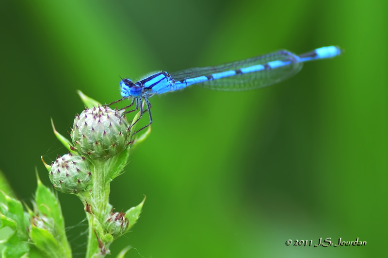 SlenderBluetDamselfly_011_5239b.jpg