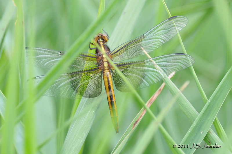 WindowSkimmer_011_5408b.jpg