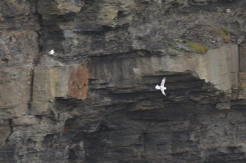 011_0424Mohr_Fulmar.jpg