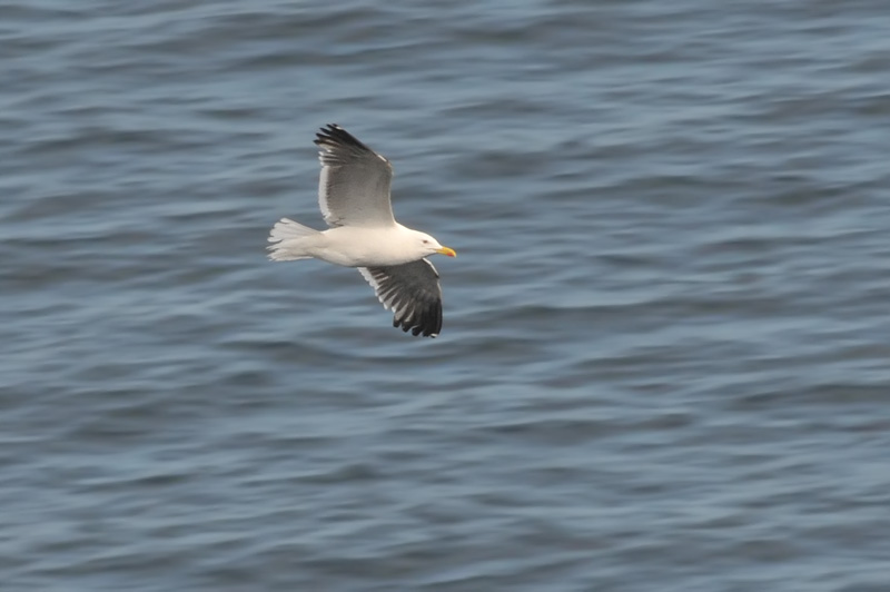 011_0504Mohr_LBBGull.jpg