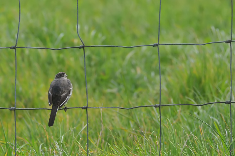 011_0523Mohr_WhiteWagtail.jpg