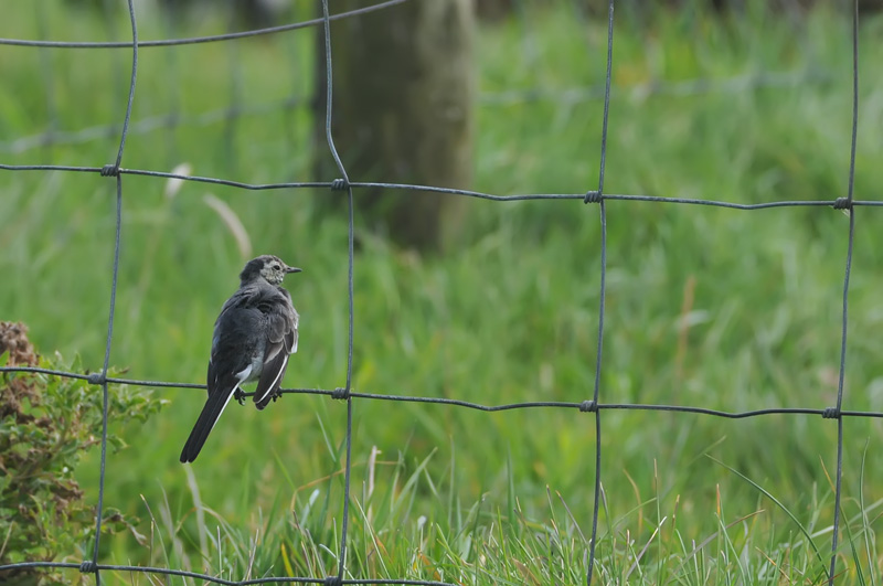 011_0534Mohr_WhiteWagtail.jpg