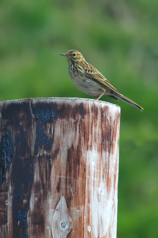 011_0569Mohr_MeadowPipit.jpg