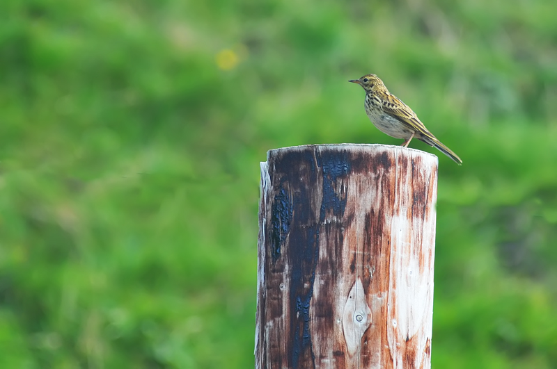 011_0570Mohr_MeadowPipit.jpg