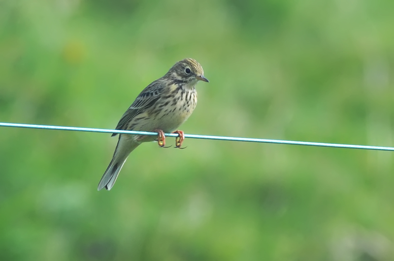 011_0573Mohr_MeadowPipit.jpg