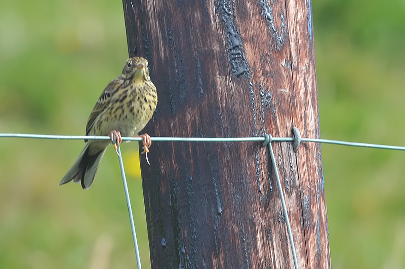 011_0582Mohr_MeadowPipit.jpg