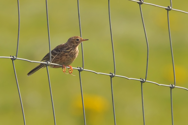 011_0590Mohr_MeadowPipit.jpg