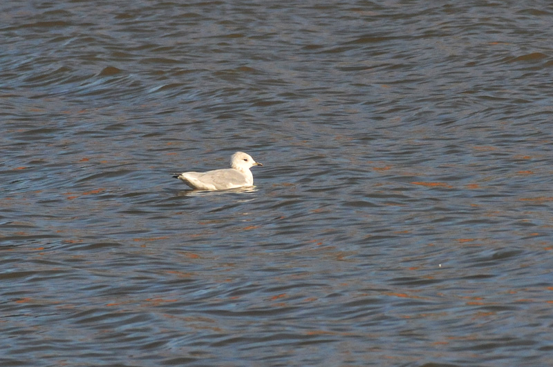 011_0766Limerick_CommonGull.jpg