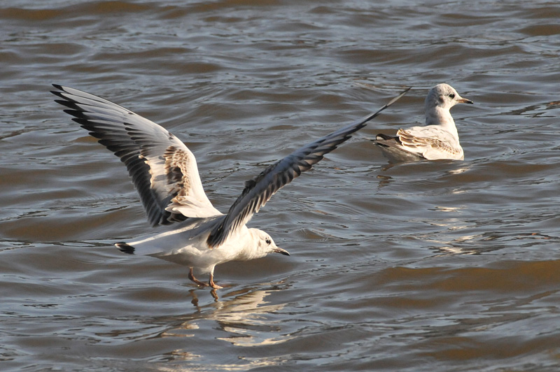 011_0782Limerick_BlackheadedGull.jpg