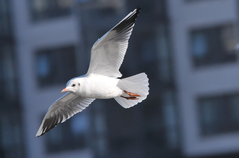 011_0822Limerick_BlackheadedGull.jpg