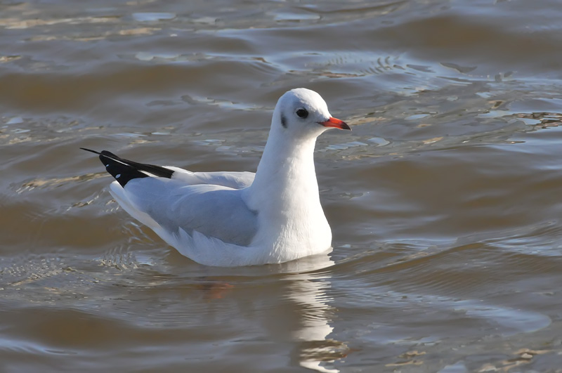 011_0829Limerick_BlackheadedGull.jpg