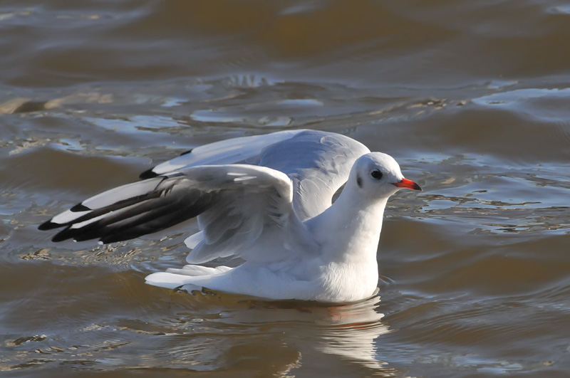011_0830Limerick_BlackheadedGull.jpg