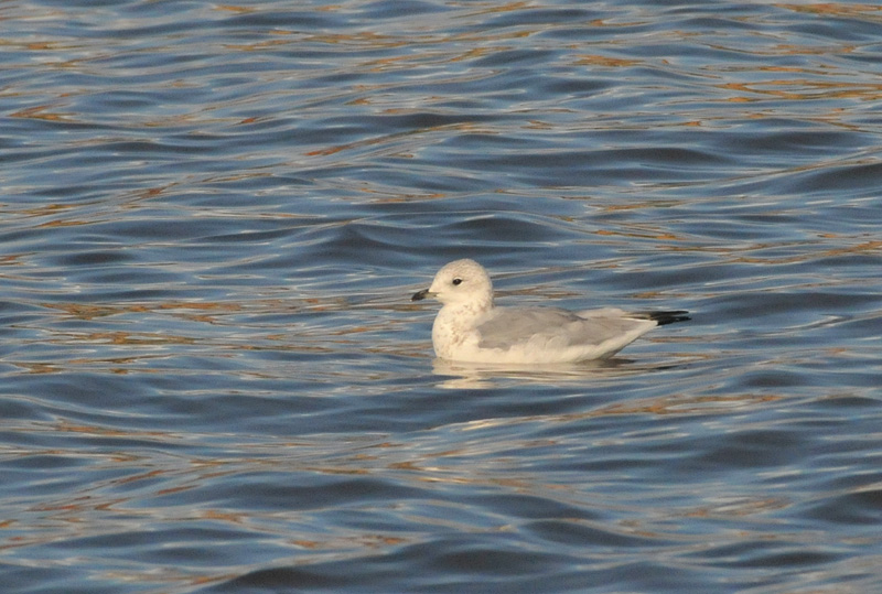 011_0833Limerick_CommonGull.jpg