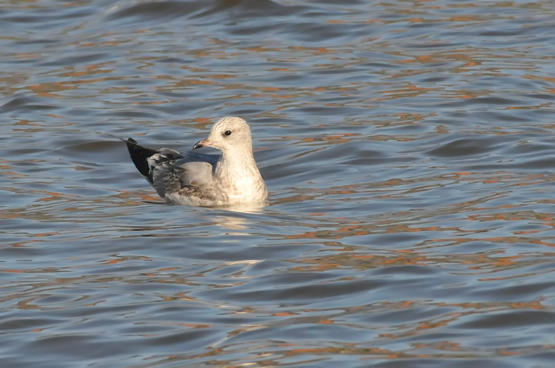 011_0838Limerick_CommonGull.jpg