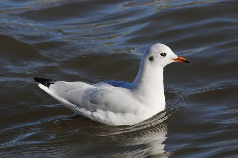 011_0843Limerick_BlackheadedGull.jpg