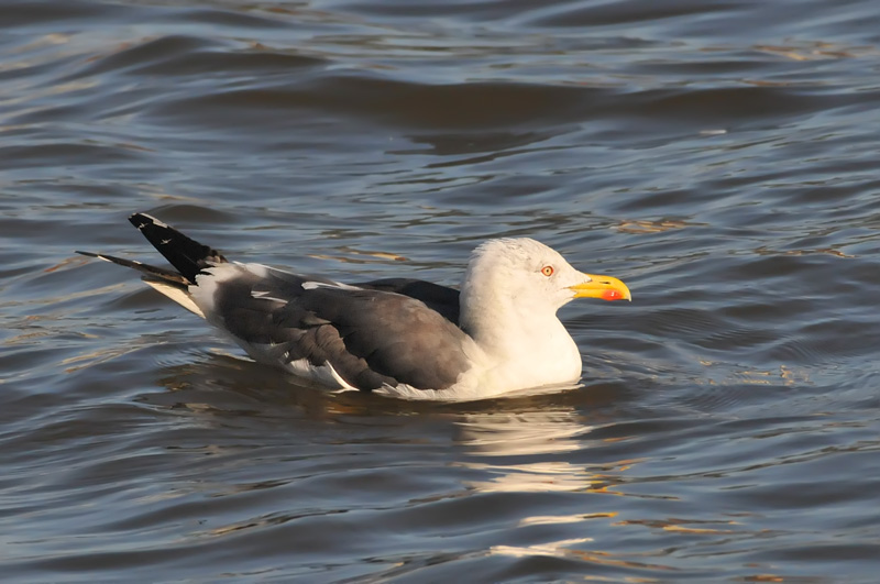 011_0860Limerick_LBBGull.jpg