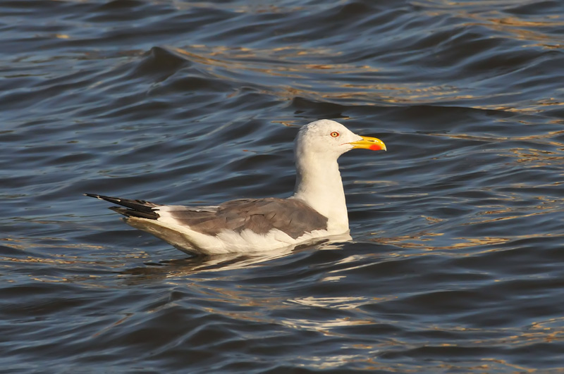 011_0887Limerick_LBBGull.jpg