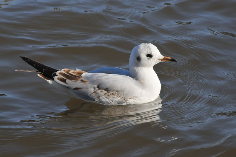 011_0908Limerick_BlackheadedGull.jpg