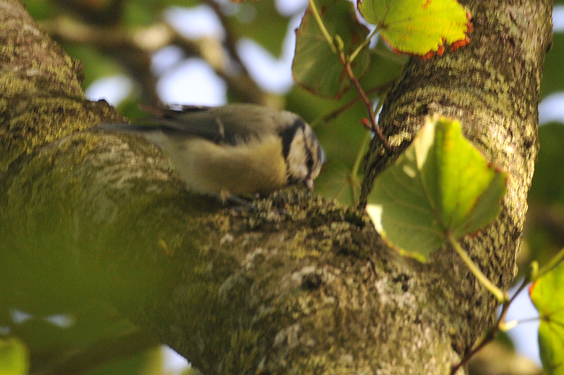 011_0964Limerick_BlueTit.jpg
